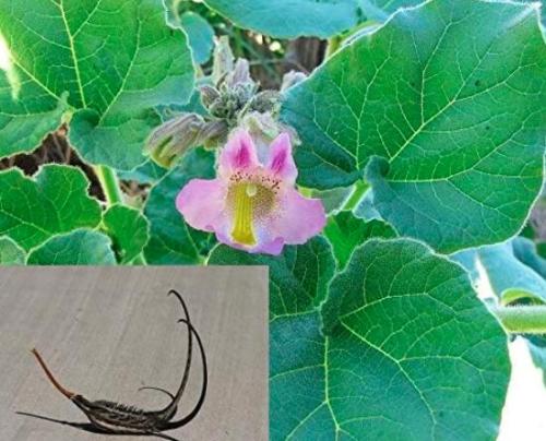3PCS Proboscidea Louisianica Seeds