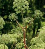 50PCS Angelica Seeds