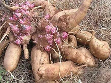 100 Annual Yacon Vegetable Seeds