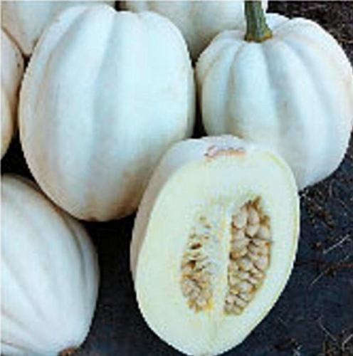 50 Seeds Mashed Potato Squash Seeds