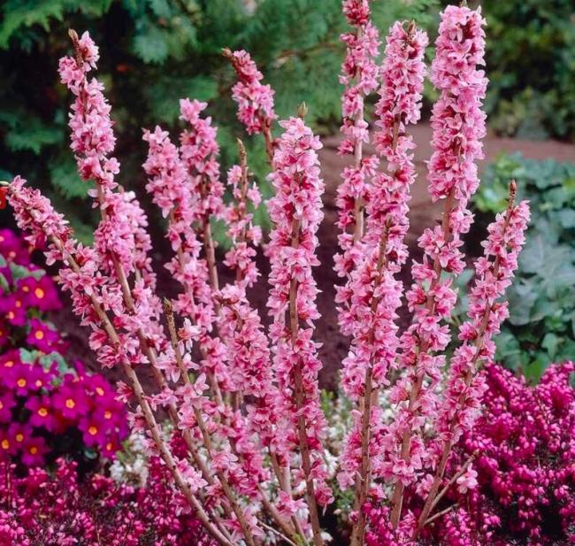 50 Seeds Daphne Mezereum February Daphne Shrub Seeds