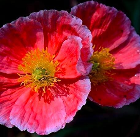 100 Corn Poppy Seeds Rose Red Flowers
