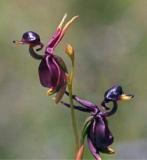 200PCS Flying Duck Orchid Seeds
