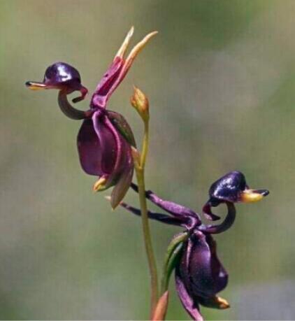 200PCS Flying Duck Orchid Seeds