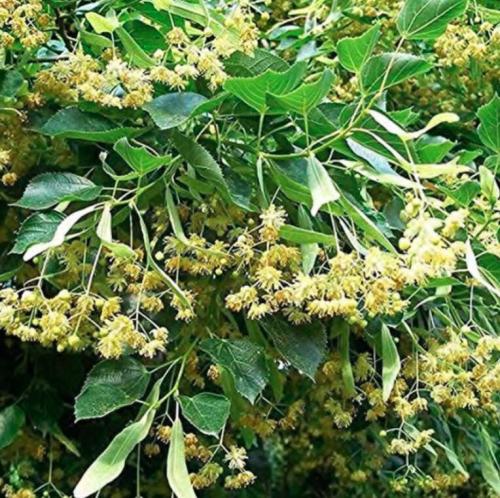 50 American Linden Tree Seeds