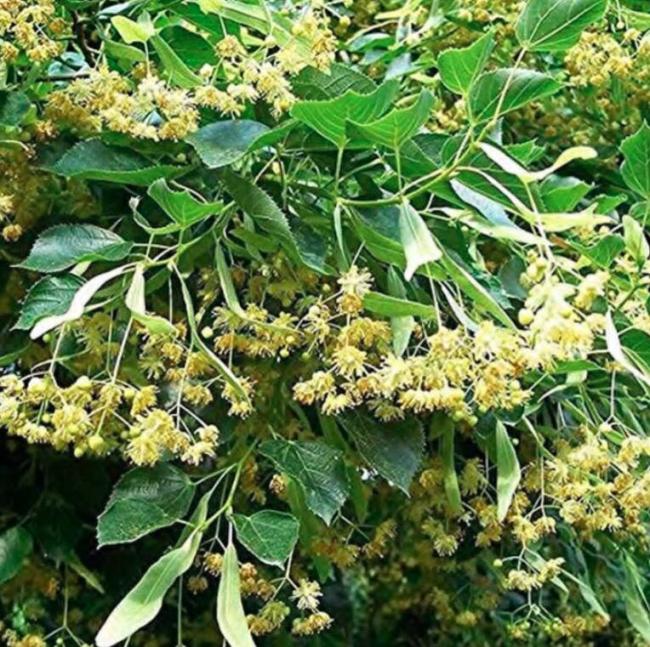 50 American Linden Tree Seeds