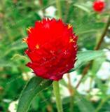 100PCS Gomphrena Globosa Bonsai Beautiful Globe Flowers Seeds
