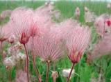 50 PRAIRIE SMOKE Geum Triflorum Purple Prairie Avens Flower Seeds
