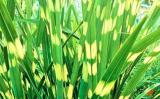 50 Seeds Zebra Grass Seeds Miscanthus Sinensis Zebrinus Non-Hybrid, Open-Pollinated, Suited for Canadian Climate