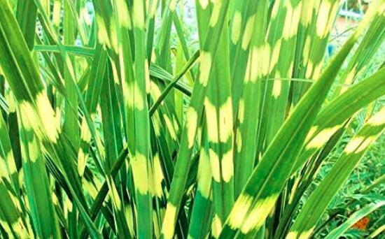 50 Seeds Zebra Grass Seeds Miscanthus Sinensis Zebrinus Non-Hybrid, Open-Pollinated, Suited for Canadian Climate