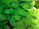 40PCS Youth On Age Tolmiea Thousand Mothers Menziesii Flower Seeds