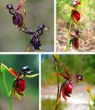 200PCS Flying Duck Orchid Seeds