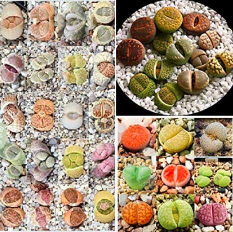 200PCS Mixed Living Stones Lithop Seeds