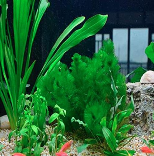 500Pcs Limnophila Sessiliflora Moss Aquatic Plant Family Easy Plant Seeds Aquarium Grass