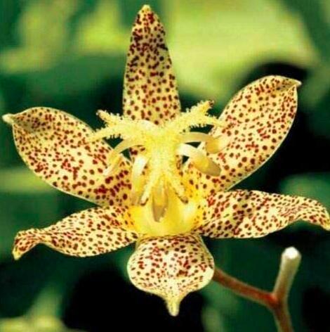 50+ TRICYRTIS Japanese Toad Lily Flower Seeds / Shade Perennial / Deer Resistant