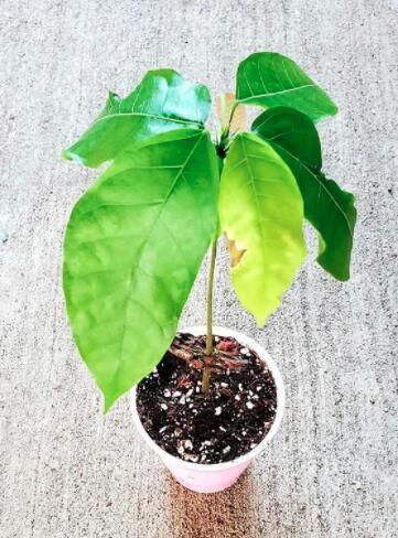 25 Seeds Live Cocoa Plant Theobroma Cacao (Large Round Trinitario) Chocolate from Seeds