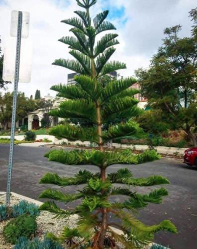 Norfolk Island Pine Araucaria Heterophylla 20 Seeds