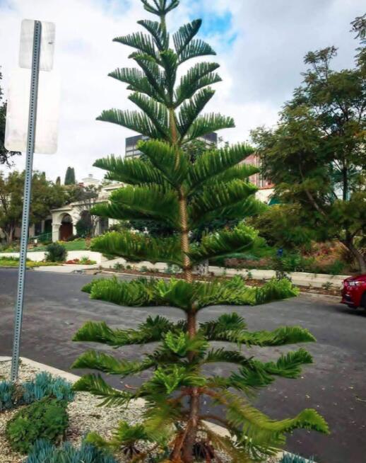 Norfolk Island Pine Araucaria Heterophylla 20 Seeds
