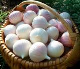 50 Seeds Giant Garlic Bulbils Lyubasha Winter(not Cloves) Elephant Organic Ukraine Easy to Grow