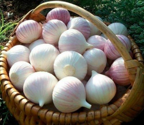 50 Seeds Giant Garlic Bulbils Lyubasha Winter(not Cloves) Elephant Organic Ukraine Easy to Grow