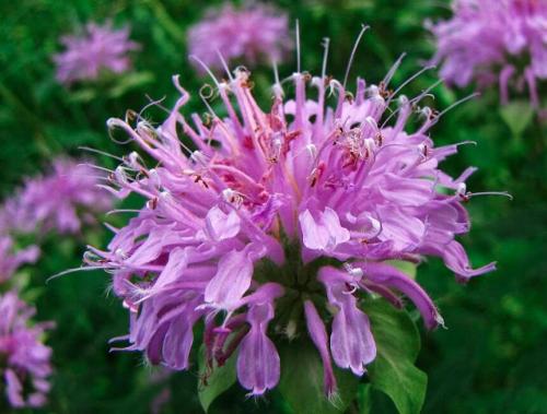Bee Balm Wild Bergamot 100 Seeds Perennial Easy to Seasons, Meaningful Gift.