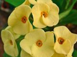 20 Crown of Thorn Flower Seeds