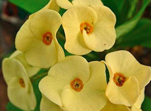 20 Crown of Thorn Flower Seeds