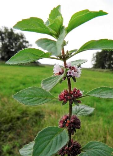 50 WHITE WOOD MINT Mentha Arvensis Wild Field Herb Flower Seeds