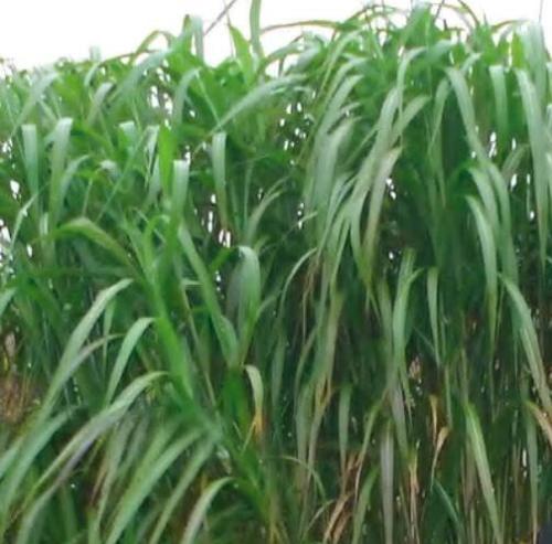 Elephant Grass Seeds 100 Seeds Tallest Grass in The World S from Iowa Made in Non-Hybrid
