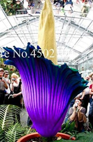 50PCS Rainbow Corpse Flower,The Titan Arum Seeds Outdoor Bonsai Beautiful Corpse Plant