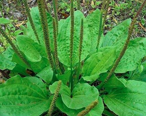 100PCS Organic Broadleaf Plantain Seeds Plantago Major Non-Hybrid