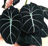 20PCS alocasia Elephant Ear Seeds Taro 'Black Velvet'