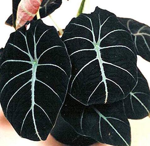 20PCS alocasia Elephant Ear Seeds Taro 'Black Velvet'