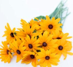 Organic Rudbeckia Indian Summer 50 Pkt Seeds Non-Hybrid, Open-Pollinated