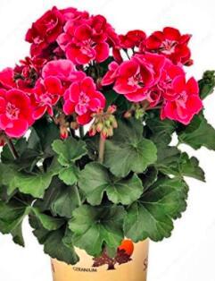 100PCS Geranium Seeds Rose Red Flowers