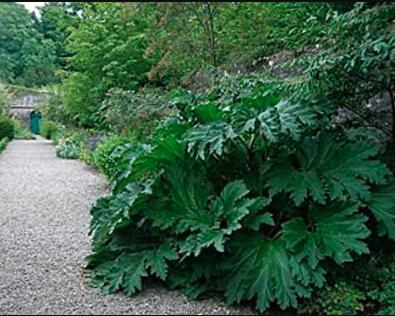 7 Seeds Gunnera Manicata