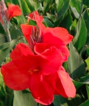 10PCS Canna Flower Seeds