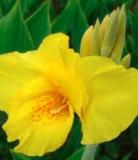10PCS Canna Flower Seeds