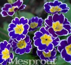 100PCS Big Primula Polyantha Gigantea Seeds Purple Flower with White Edge Yellow Centre