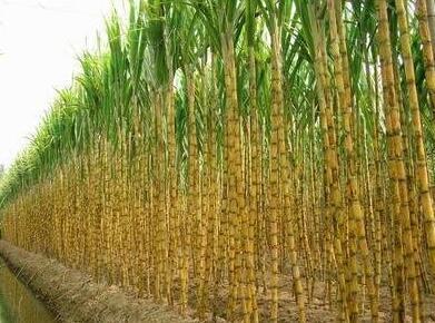 100+ Sugar Cane Seeds