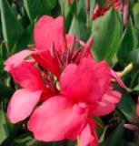 10PCS Canna Flower Seeds