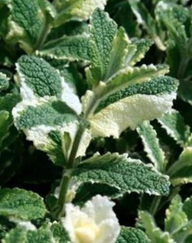 50 Seeds Pineapple Mint Seeds Delicious Variegated Leaf Easy to Seasons