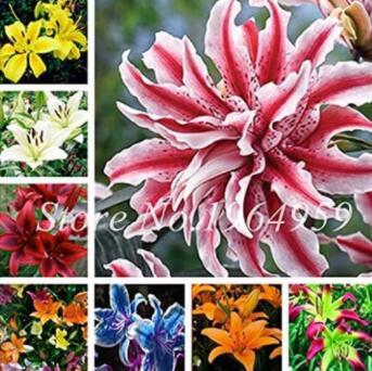 100 Pieces Garland Lilium Brownii Lily Flower Seeds So Bright and Beauty Indoor Flowers