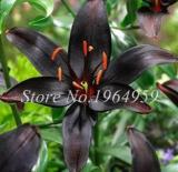 100 Pieces Garland Lilium Brownii Lily Flower Seeds So Bright and Beauty Indoor Flowers
