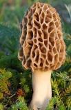 50Pcs seeds Delicious Mushroom Bonsai Organic Green Food Funny Succulents