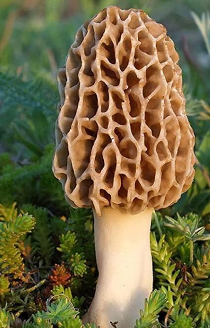 50Pcs seeds Delicious Mushroom Bonsai Organic Green Food Funny Succulents