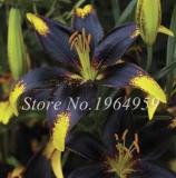100 Pieces Garland Lilium Brownii Lily Flower Seeds So Bright and Beauty Indoor Flowers