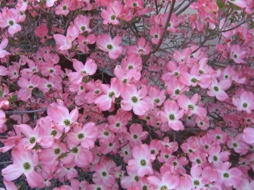 5 Flowering PINK DOGWOOD Cornus TREE Seeds