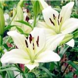 100 Pieces Garland Lilium Brownii Lily Flower Seeds So Bright and Beauty Indoor Flowers