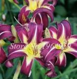 100 Pieces Garland Lilium Brownii Lily Flower Seeds So Bright and Beauty Indoor Flowers